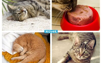 Hai sentito la notizia? I gatti anziani preferiscono pasti caldi ed umidi piuttosto che freddi e secchi. Ecco la storia